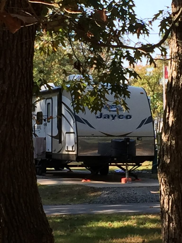 No Shortage of Trees No Shortage of Trees