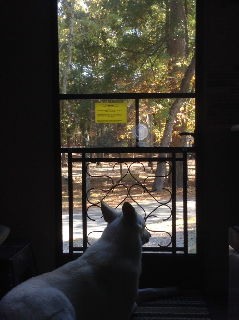 Back at camp, Hannah enjoys the fall weather.