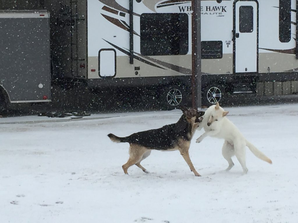Proof of Dallas snow - makes it a perfect time to head south to San Antonio