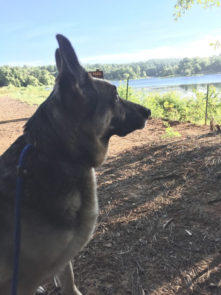 Kendra on the trail - no better dog in the world