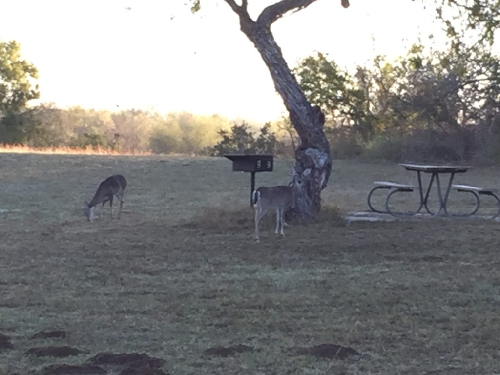 The Deer are everywhere at Lake Corus Christie State Park