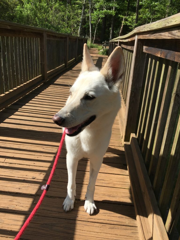 Hannah on our long, long walk. Hannah on our long, long walk.